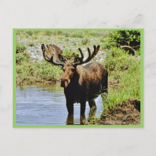 Moose Vykort