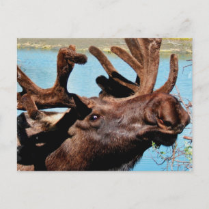 Moose-vykort Vykort