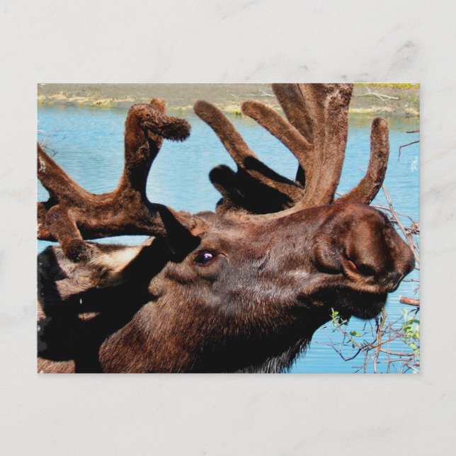 Moose-vykort Vykort (Framsida)