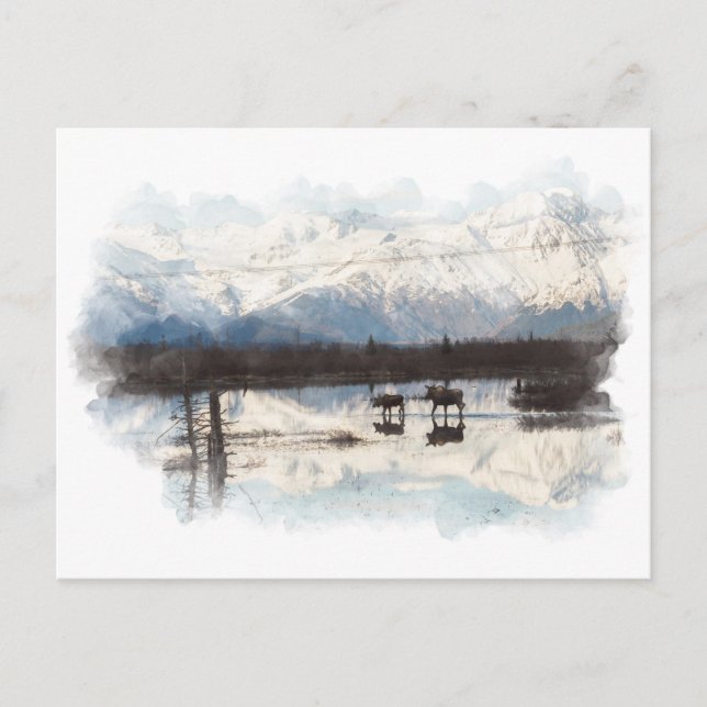 Moose-vykort Vykort (Framsida)