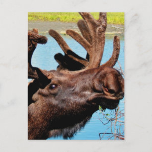 Moose-vykort Vykort