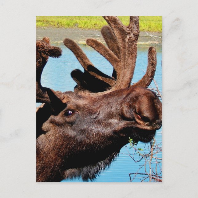 Moose-vykort Vykort (Framsida)