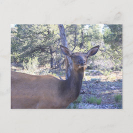 Moose-vykort Vykort