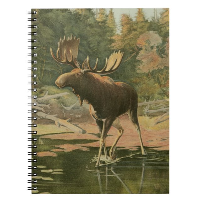 Moose Walking i Vatten Anteckningsbok Med Spiral (Framsidan)