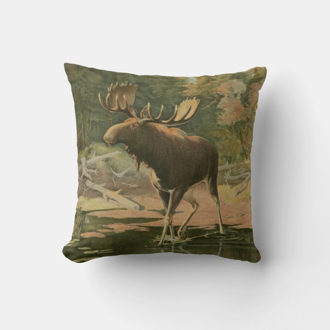 Moose Walking i Vatten Kudde (Framsida)