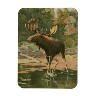 Moose Walking i Vatten Magnet