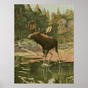 Moose Walking i Vatten Poster