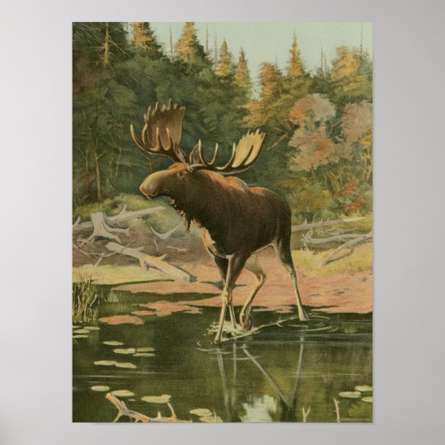 Moose Walking i Vatten Poster (Framsidan)