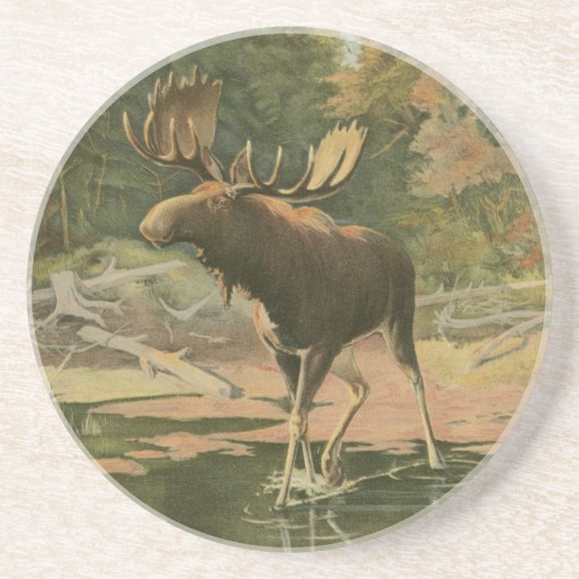 Moose Walking i Vatten Underlägg Sandsten (Framsidan)