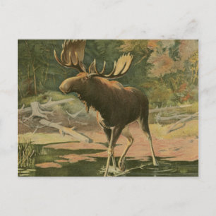 Moose Walking i Vatten Vykort