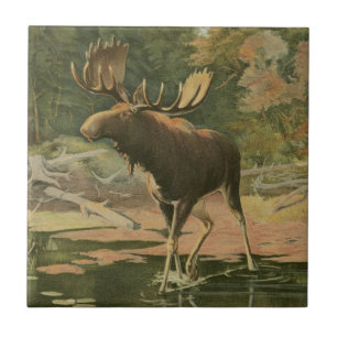 Moose Walting i Vatten Kakelplatta