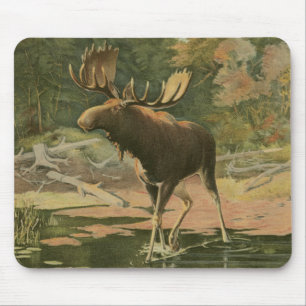 Moose Walting i Vatten Musmatta