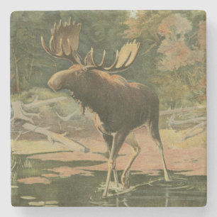 Moose Walting i Vatten Underlägg Sten