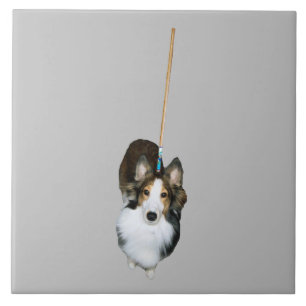 Mop-Hund Kakelplatta