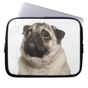 Mops (13 gammala månader) tittar upp laptop fodral