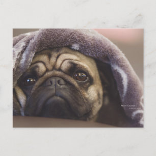 Mops Aura Vykort