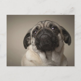 Mops Aura Vykort