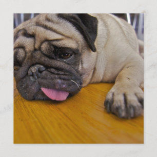 Mops en för många inbjudan