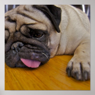 Mops ett för många affischtryck poster