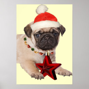 Mops ett julstjärnatryck poster