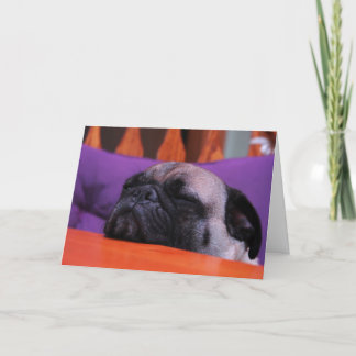 Mops får det väl kortet kort