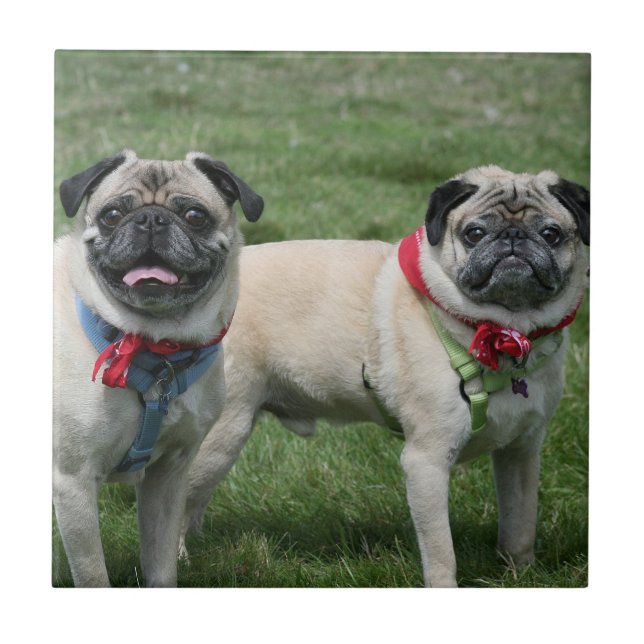 Mops förföljer keramiskt belägger med tegel kakelplatta (Framsidan)