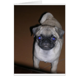 mops full 5.png hälsningskort