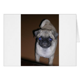 mops full 5.png hälsningskort
