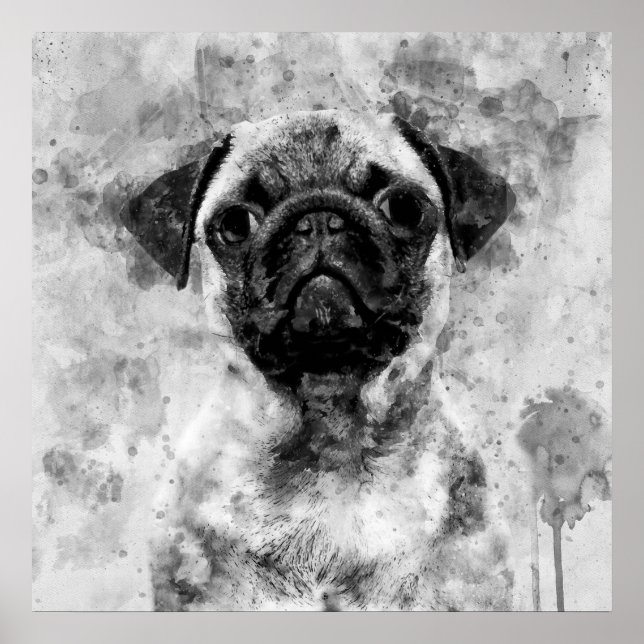 Mops Hund Svart och Vitt Akvarell 01 Poster (Framsidan)