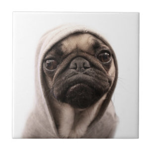 Mops i en Hoodie Kakelplatta