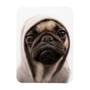 Mops i en Hoodie Magnet