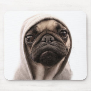 Mops i en Hoodie Musmatta