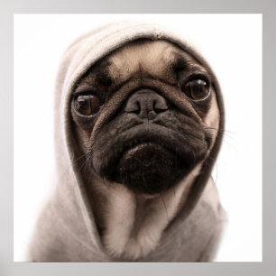 Mops i en Hoodie Poster