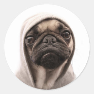 Mops i en Hoodie Runt Klistermärke