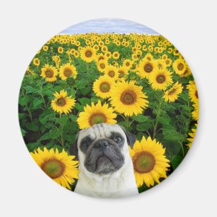 Mops i solrosmagnet magnet