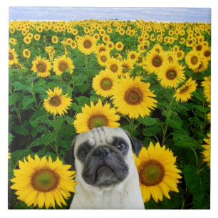 Mops i solrosor kakelplatta