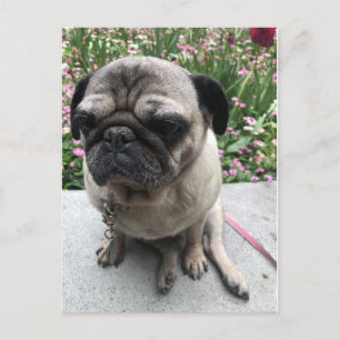 Mops im Garten Vykort