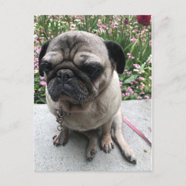 Mops im Garten Vykort (Framsida)