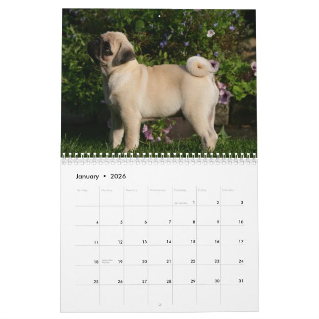 Mops Kalender (Jan 2026)