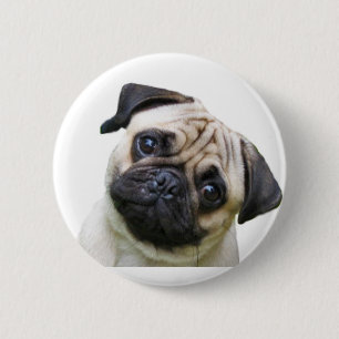 mops knapp