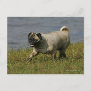 Mops lek nära vatten vykort