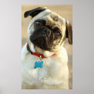 Mops med ett förhöruttryck poster