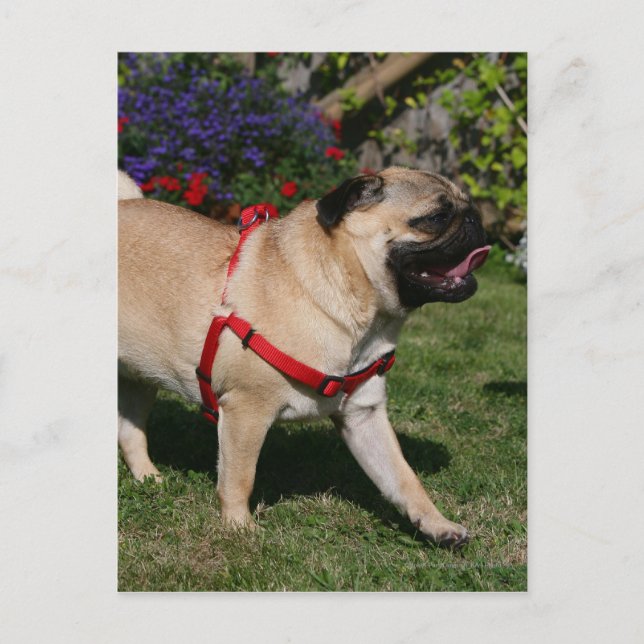 Mops med röd sele vykort (Framsida)