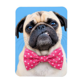 Mops med rosa rosett magnet