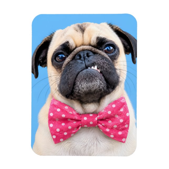 Mops med rosa rosett magnet (Vertikal)