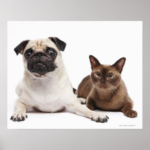 Mops och Burmese katt Poster