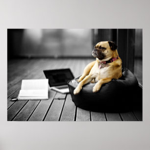 Mops på vilar poster