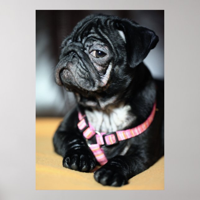 Mops Poster (Framsidan)