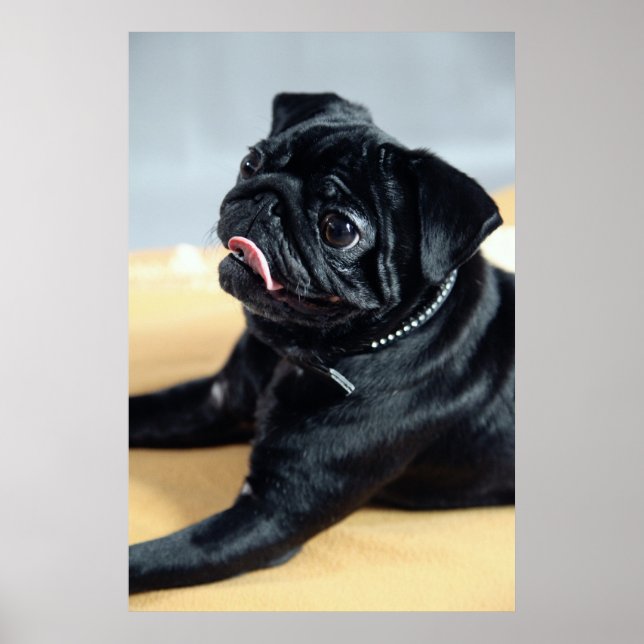 Mops Poster (Framsidan)