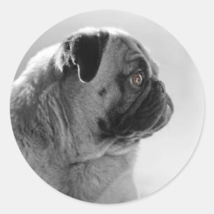 Mops profilerar in runt klistermärke